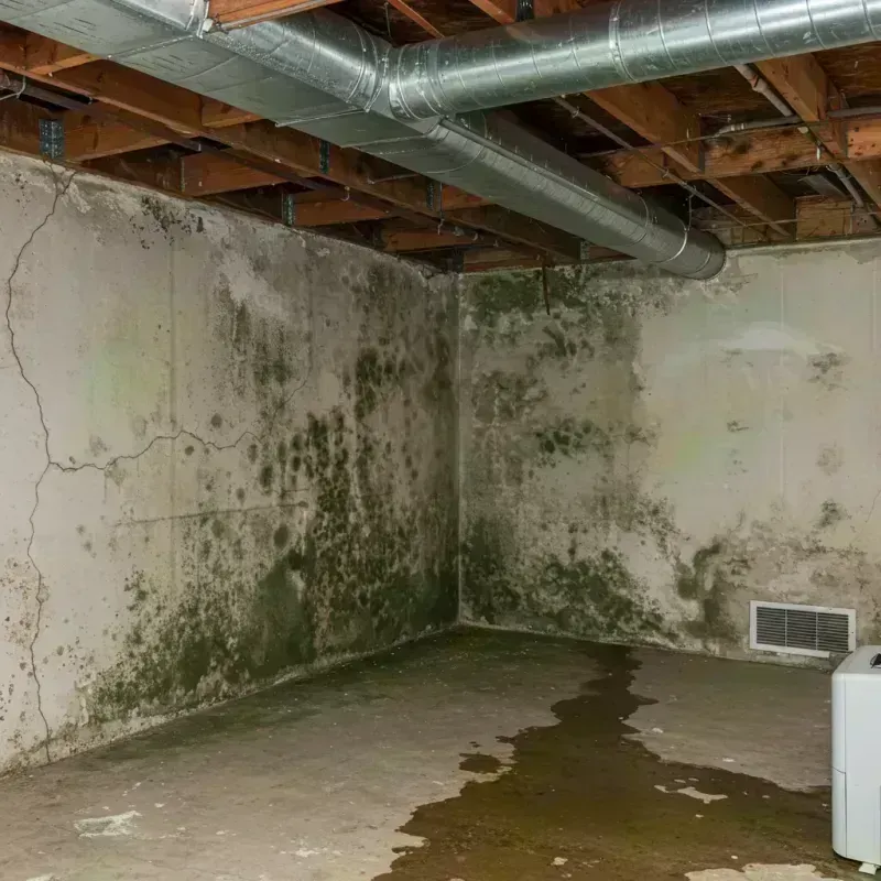 Professional Mold Removal in Durham, OR